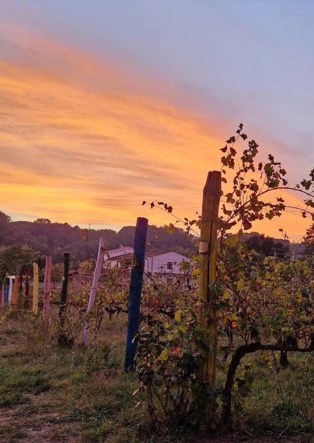 La Casa Nella Vigna Colline Del Vino Appartement Capannori Buitenkant foto
