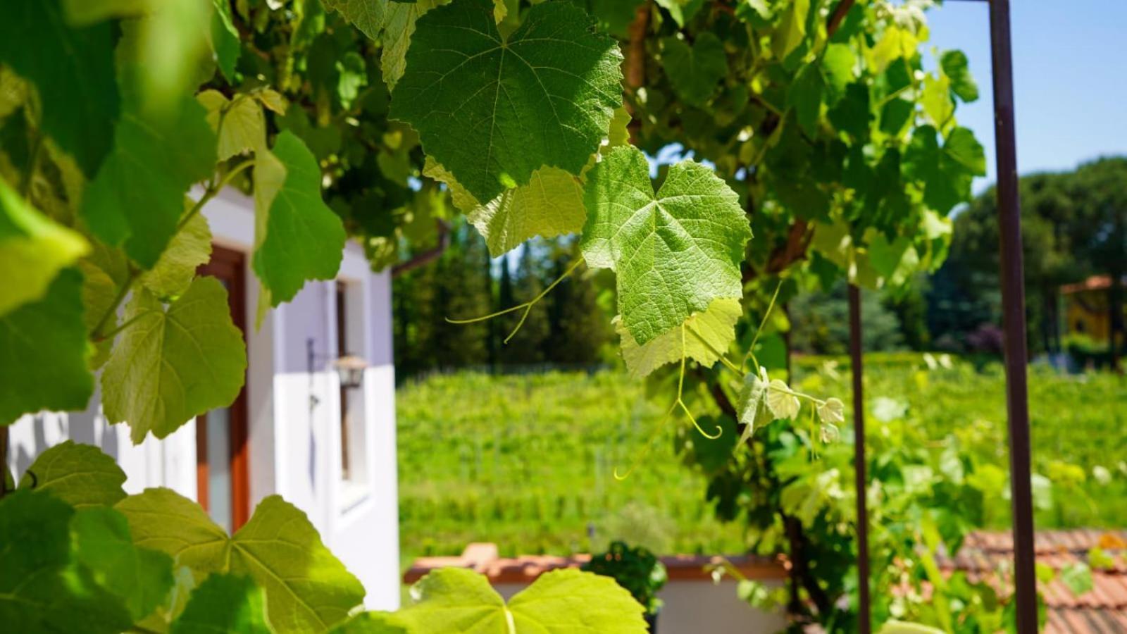 La Casa Nella Vigna Colline Del Vino Appartement Capannori Buitenkant foto
