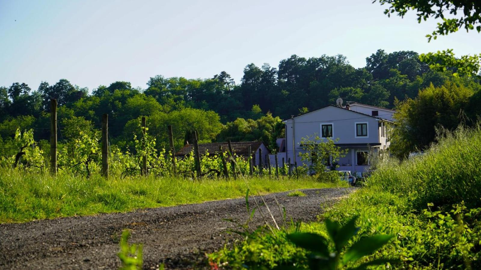 La Casa Nella Vigna Colline Del Vino Appartement Capannori Buitenkant foto