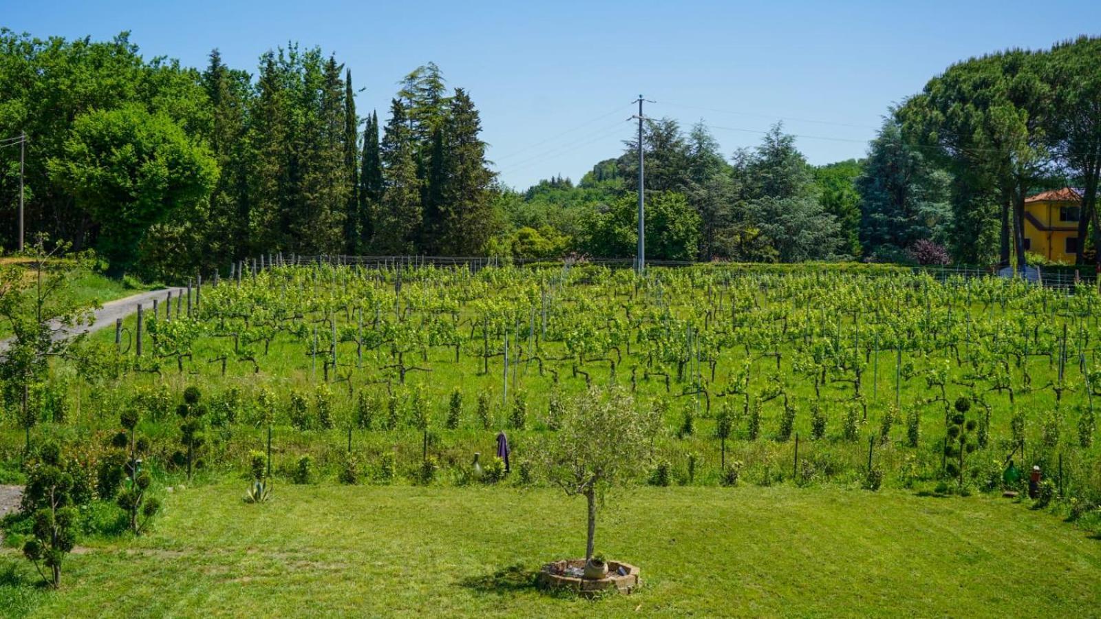 La Casa Nella Vigna Colline Del Vino Appartement Capannori Buitenkant foto